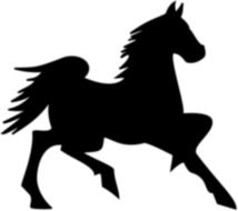 black horse on white background