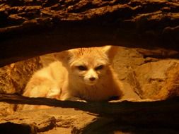 Cute, beautiful and colorful Fennec Fox in light