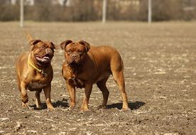 two mastiff dogs