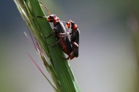Beetle Pairing