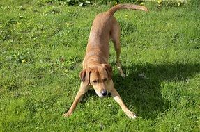 funny cute dog playing on the meadow