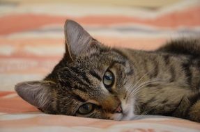 Pussy Cat Lying
