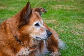 dog like a fox