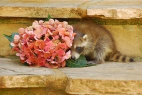 raccoon hiding behind a bouquet of flowers