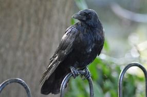 black raven on the fence