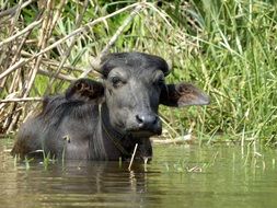 Indian animal buffalo in the water