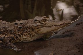 Crocodile Jungle
