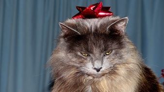 grey fluffy Cat with red bow on head