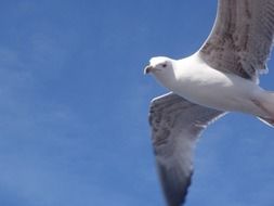 flying seagull in Istanbul