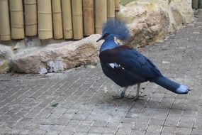 dark bird stands on the road