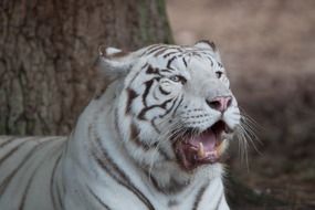 big white tiger