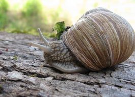 big snail on the bark of an old tree