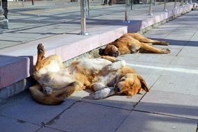 two brown dogs are sleeping on a city street