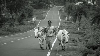 black white photo of a woman with cows