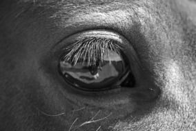black and white photo of a horse's eye