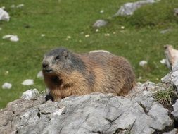 marmot is resting on stone