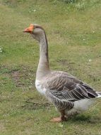 gray goose with an orange beak on a farm