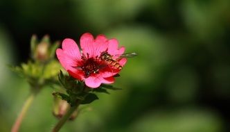Summer Flower Insect Natural