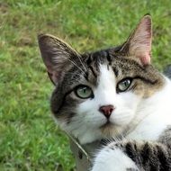 wonderful Adorable Cat