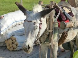 Donkey Beast