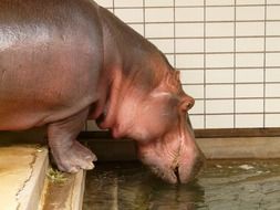 hippo drinks water