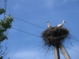 Storks in nest