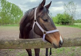 farm horse in countryside