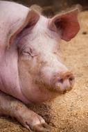 fat farm pig