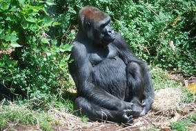 wild gorilla in werribee park