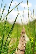 Spring Grass Ground