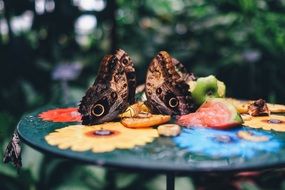 Butterflies feeding on fruit slices