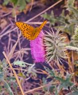 orange butterfly on a prickly flower close-up on blurred background