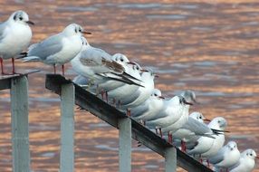 seagulls on a metal fence on the lake