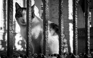 cute Cat Animal behind fence