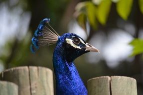 portrait of a blue peacock on a sunny day
