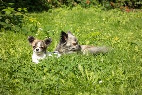 chihuahua mother with child lying on the grass