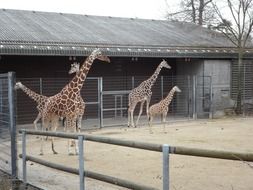 beautiful and cute Giraffe in the Zoo