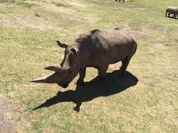 Rhino in Zoo