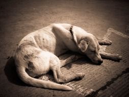 Dog Sleeping monochrome photo