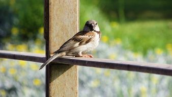 sparrow sitting on a wooden plank