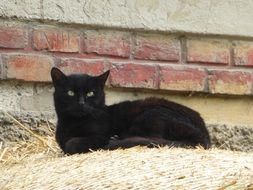 resting black cat