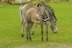 two zebras on green grass at the zoo