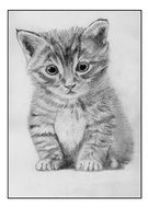 Black and white drawing of a kitten on a white background