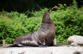 sea lion on stone