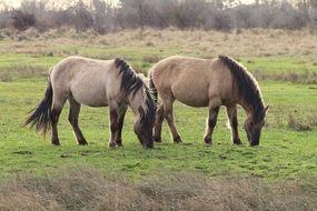 two horses in a pasture in the netherlands