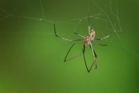 spider on the green blurred background