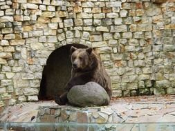 brown bear on the stone wall background