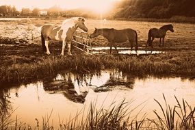 peacefully grazing horses