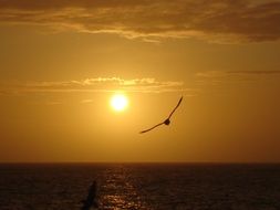 bird flies against the sun at sunset