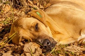 puppy lies on the ground on autumn foliage